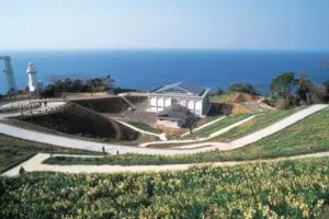 越前岬水仙ランド